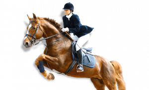Showjumping Horse